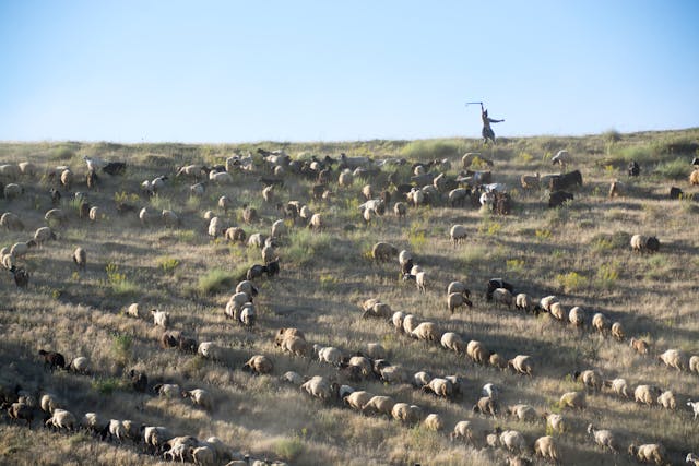 La transhumance